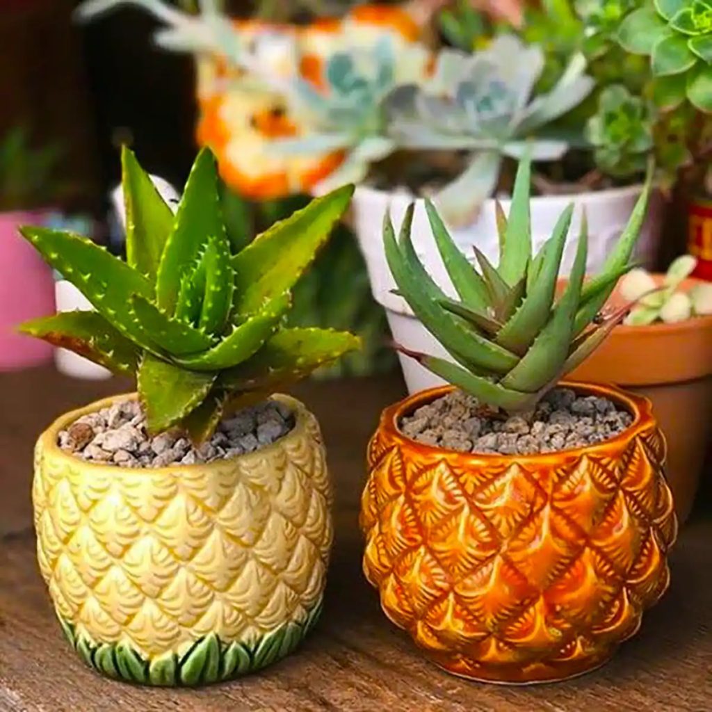 دکوراسیون داخلی گلدان سفالی فانتزی