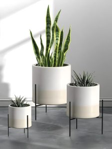گل‌های آپارتمانی